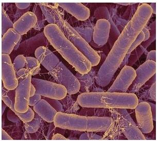 環(huán)境微生物之生長和繁殖