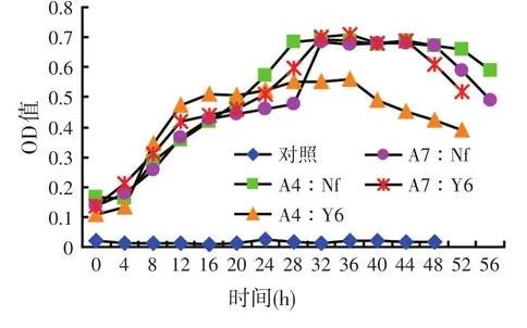 高效乳酸菌和纖維素分解菌混合培養(yǎng)是否會(huì)相互抑制生長(zhǎng)？
