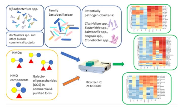 三種HMO對(duì)益生菌和病原菌生長(zhǎng)的影響
