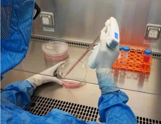 細(xì)胞停滯期影響因素有哪些