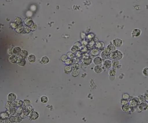 ?懸浮培養(yǎng)細(xì)胞生長曲線的繪制