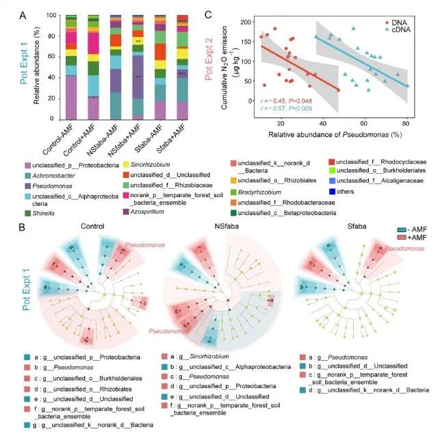 N2O還原菌對(duì)菌絲分泌物的趨化、生長(zhǎng)和N2O減排響應(yīng)