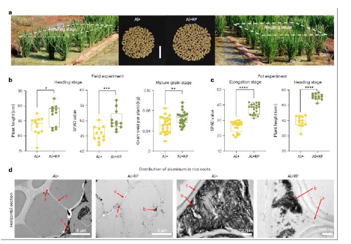 抗鋁SynCom顯著提高水稻的鋁抗性并緩解磷缺乏