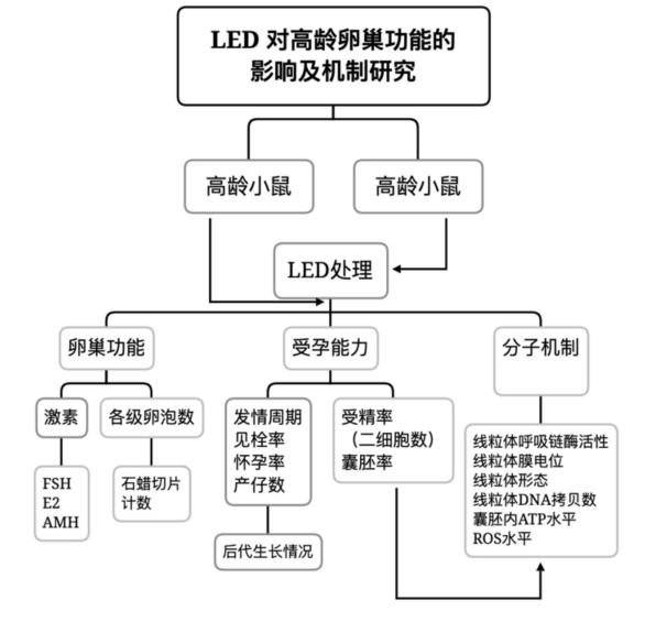 高齡婦女的生育能力下降，LED光照或能改善卵巢功能