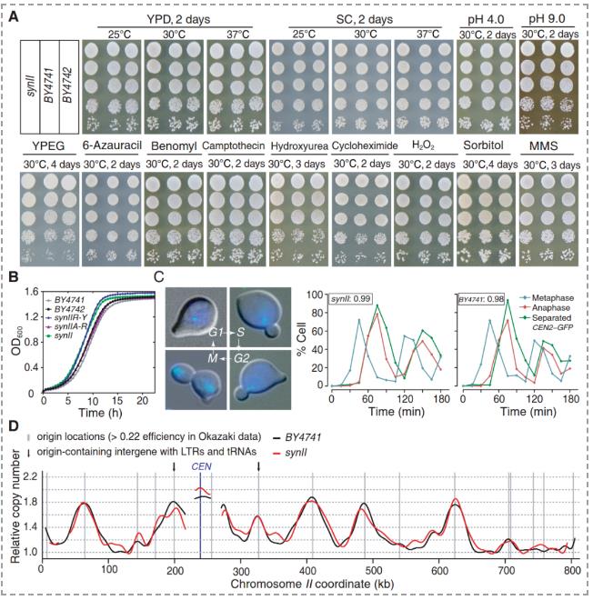 微生物生長監(jiān)測系統(tǒng)應(yīng)用：釀酒酵母II號染色體合成及生長曲線圖分析
