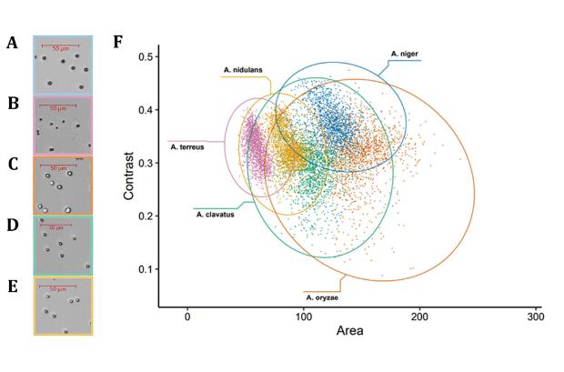 Biosense微生物動態(tài)監(jiān)測系統(tǒng)應(yīng)用：研究黑曲霉分生孢子混合物萌發(fā)的方法
