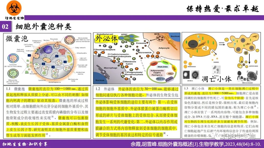 ?細菌外膜囊泡研究、種類及應用