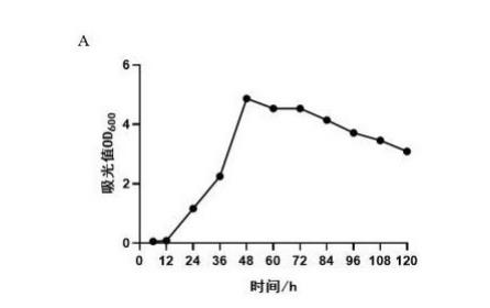 摩加夫芽孢桿菌在防治水稻稻瘟病方面的應用進展