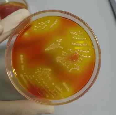 沙門氏菌生長曲線的測定、來源及分離純化