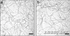 oCelloscope微生物生長動態監測系統監測禾谷鐮孢菌生長情況