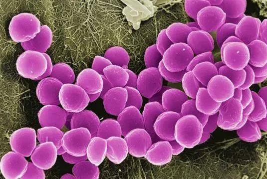 金黃色葡萄球菌生長曲線的測定步驟