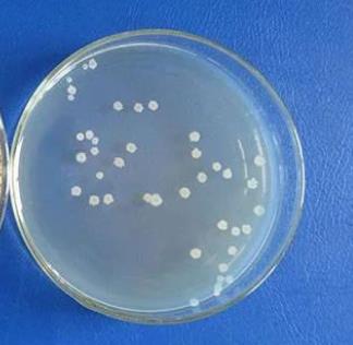 枯草芽孢桿菌生長曲線的測定、來源OMVs的分離純