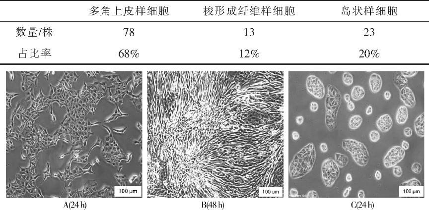 MDCK單克隆細胞復蘇活率、生長狀態(tài)、生長速度和生長形態(tài)研究
