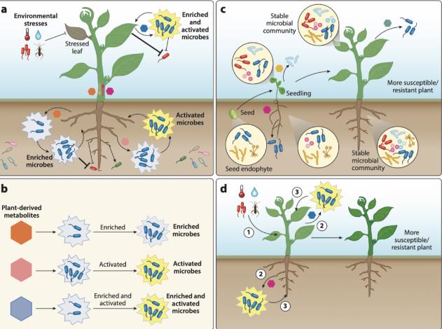 植物如何產生抗菌分子來調控細菌的生長和行為
