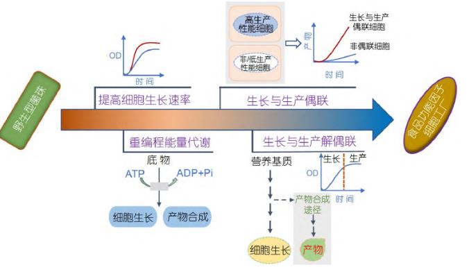 微生物合成食品功能因子方法、研究策略和進展（一）