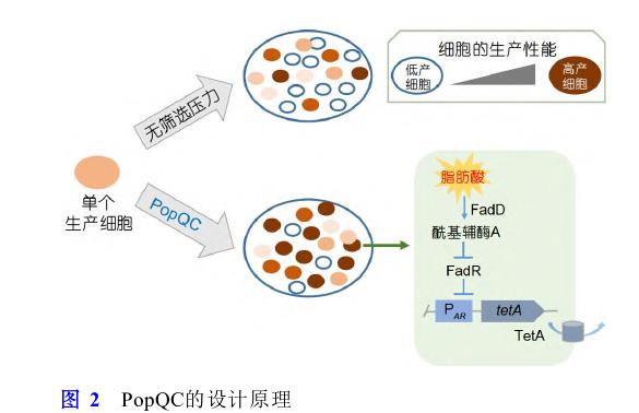 微生物合成食品功能因子方法、研究策略和進展（二）