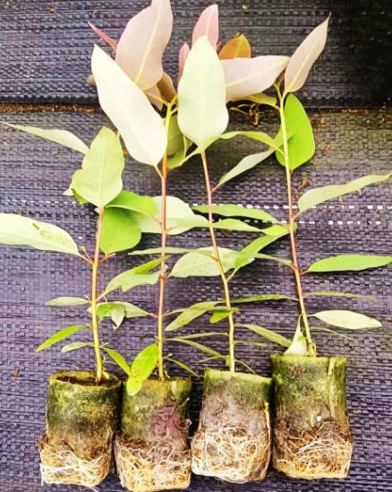 桉樹接種促生菌分類、對(duì)林木生長(zhǎng)影響