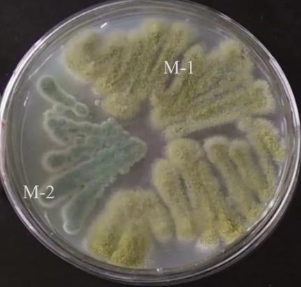 土霉素菌渣無害化處理：篩選菌株的生長曲線及產蛋白酶條件（一）