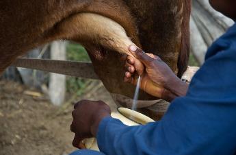 生鮮牛乳中細菌來源及牛乳中細菌生長情況