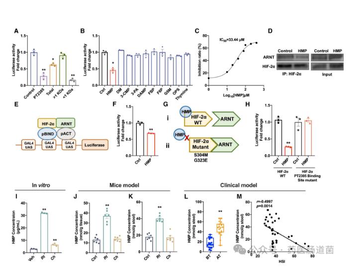 微生物代謝物抑制 HIF-2α-神經(jīng)酰胺途徑，減輕飲食誘導(dǎo)的肝脂肪變性