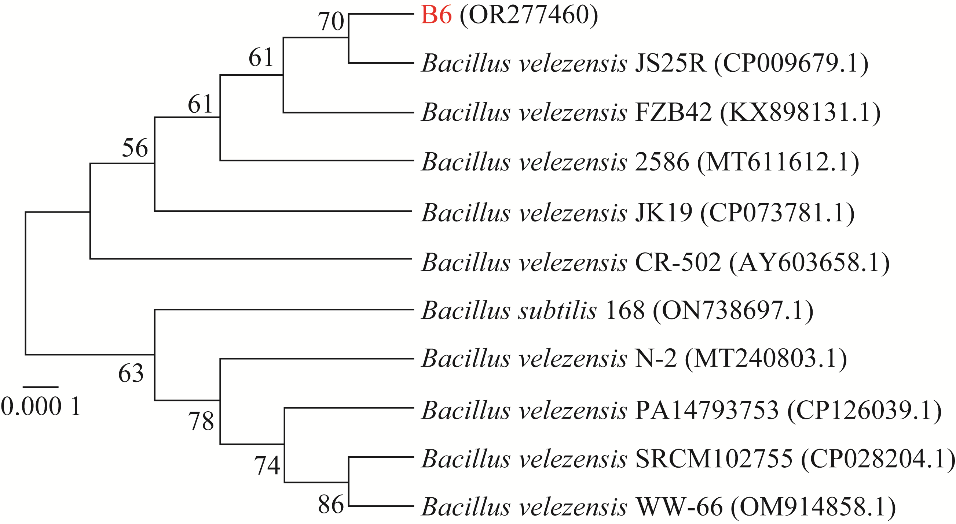 貝萊斯芽孢桿菌B.velezensis B6生長曲線、驅油功能特性評價（一）