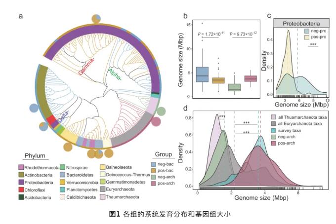 鹽堿地中微生物（細菌和古細菌）對鹽度的響應模式與進化策略