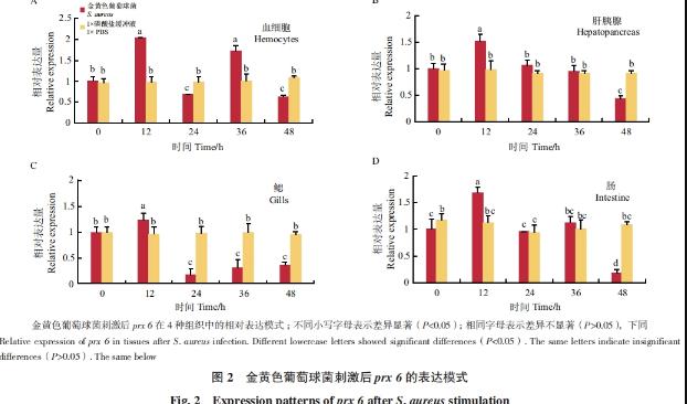 小龍蝦prx 6基因在對抗金黃色葡萄球菌感染中的分子作用機制