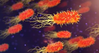 食源性致病菌生長延滯期的生理標記