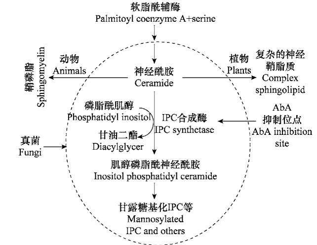 短梗霉素A對植物病原真菌灰葡萄孢菌AUR 1基因的抑制生長機理（一）