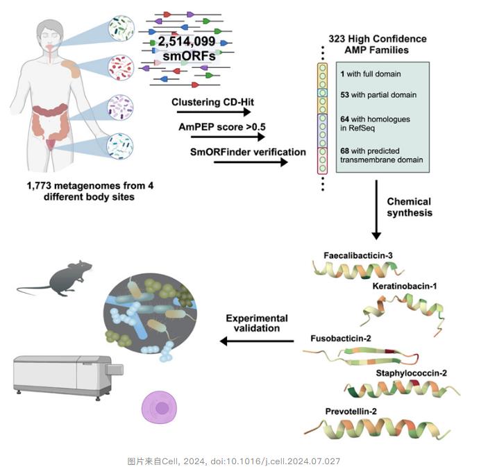 腸道微生物競(jìng)爭(zhēng)有限資源，加速抗生素的發(fā)現(xiàn)
