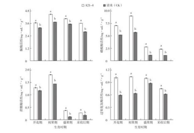 普城沙雷菌對(duì)黃瓜生長(zhǎng)品質(zhì)、根際土壤微生物數(shù)量的影響（二）