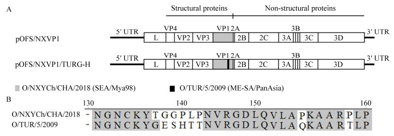 重組?口蹄疫病毒鑒定、生長(zhǎng)特性測(cè)定及滅活疫苗制備（一）