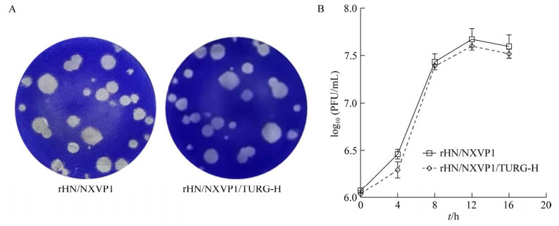 重組?口蹄疫病毒鑒定、生長(zhǎng)特性測(cè)定及滅活疫苗制備（二）