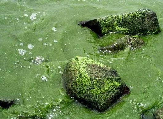 湖泊中細菌的多樣性、與湖泊藻類爆發(fā)的關(guān)系及在湖泊污染治理中的應用