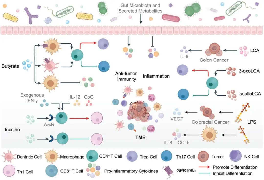 腸道微生物在腫瘤的精準治療中具有巨大利用價值