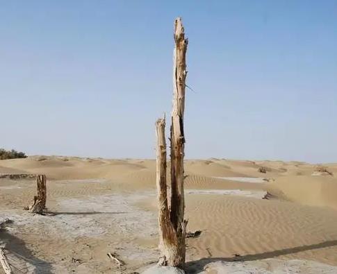 塔克拉瑪干沙漠微生物群落結構和微生物多樣性