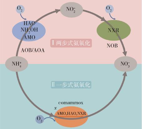 Comammox全程氨氧化微生物的發現和確認（一）