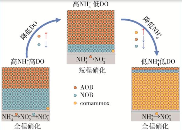 全程氨氧化微生物對污水生物脫氮的影響、研究方向（三）
