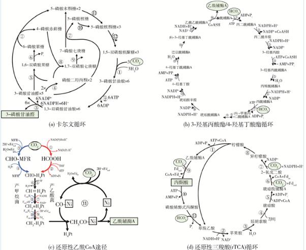 Comammox全程氨氧化菌的生理、代謝特性、在自然環境中分布與影響（二）