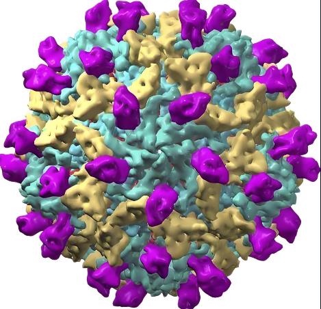 柯薩奇病毒B組4型疫苗候選株篩選與研發