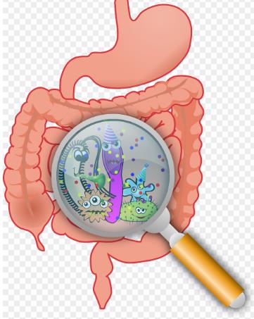 皂苷、生物堿、多糖等天然藥物對腸道菌群的調節作用、代謝轉化