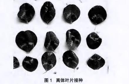 不同溫度和pH對白三葉草鏈格孢菌菌落生長的影響【實驗結果】