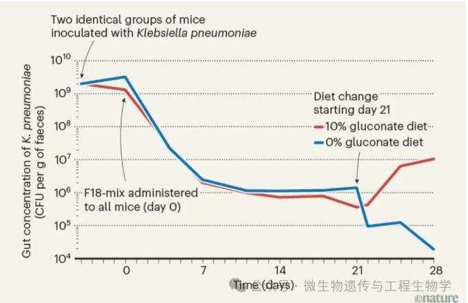 重新建立腸道菌群的定殖抗性，抵御有害細菌
