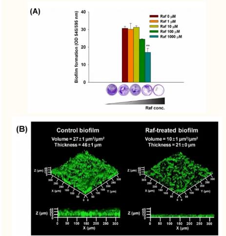 棉子糖抑制變異鏈球菌生物膜形成機制研究進展（一）