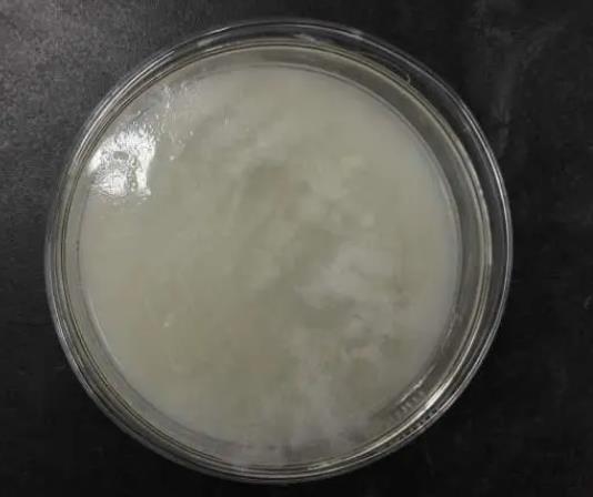 解磷微生物作用機制、應(yīng)用及研究歷史