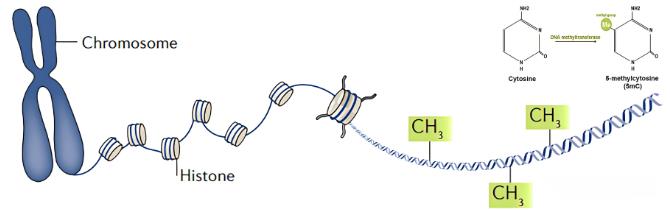 DNA甲基化是什么意思？DNA甲基化轉(zhuǎn)移酶與生長抑制（二）