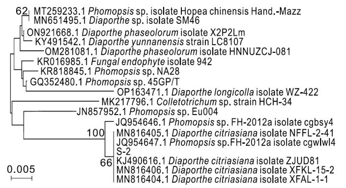 柑桔砂皮病菌座殼菌生長條件及納米藥劑篩選（二）