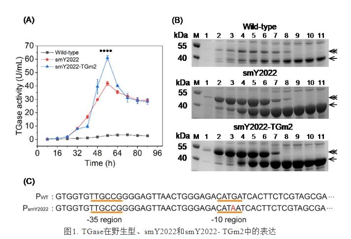 茂源鏈霉菌提高谷氨酰胺轉(zhuǎn)氨酶產(chǎn)量方法【研究進(jìn)展】