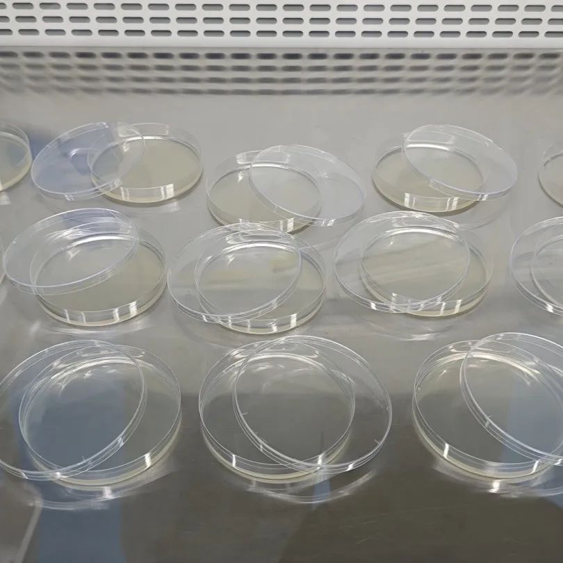 枯草芽孢桿菌計數方法、稀釋培養步驟與注意事項