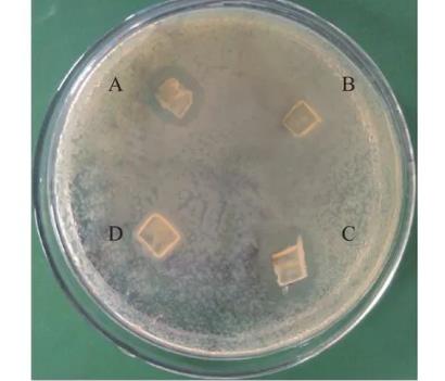 豨薟草果實內生細菌分離、鑒定、生長特性、抑菌效果及藥敏分析（二）